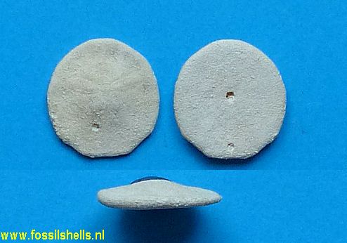 Proescutella marginalis