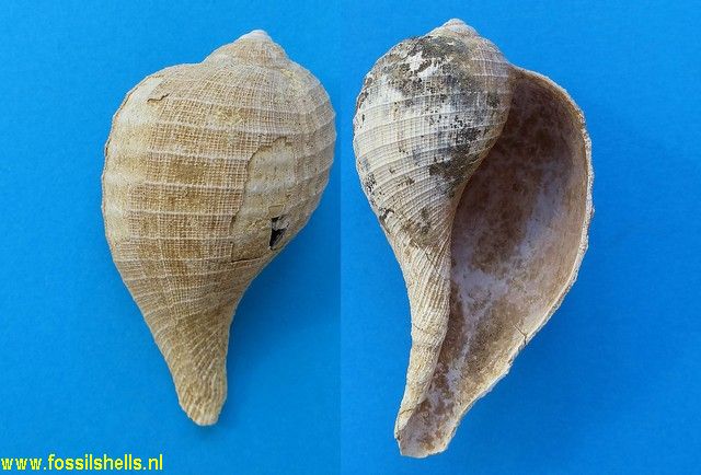 Ficus carbasea carbasea