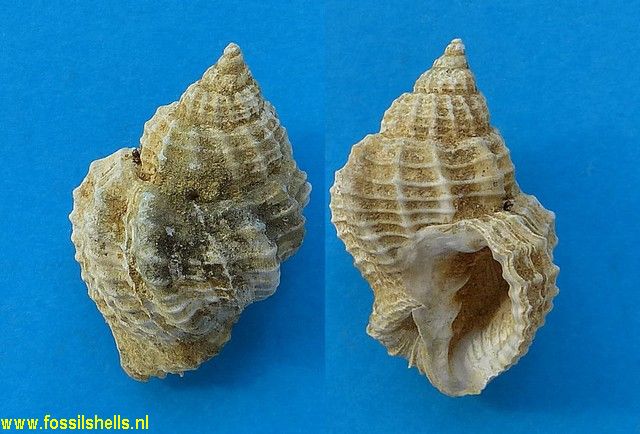 Cancellaria paraguanensis