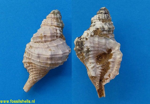 Distorsio decussata simillima