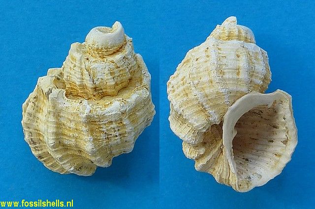 Trigonostoma woodringi