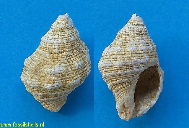 Stramonita quadridentata