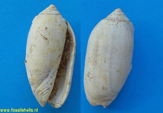 Oliva species
