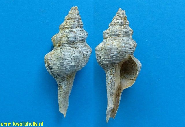 Latirus tumbeziensis?