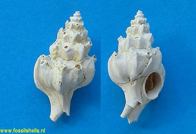 Laevityphis sawkinsi