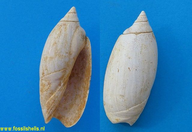 Agaronia testacea costaricensis