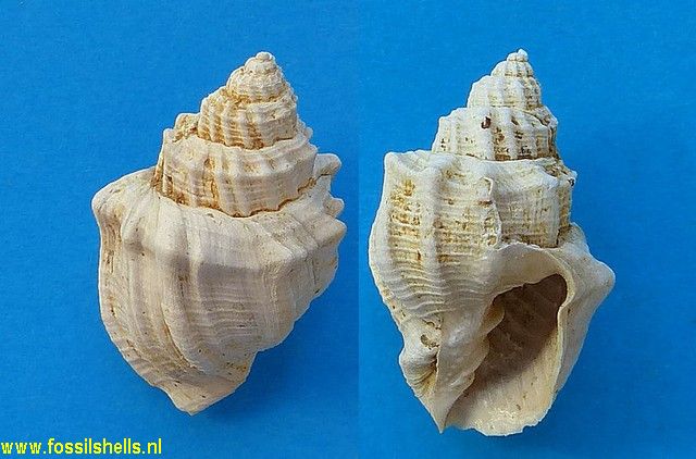 Cancellaria werenfelsi