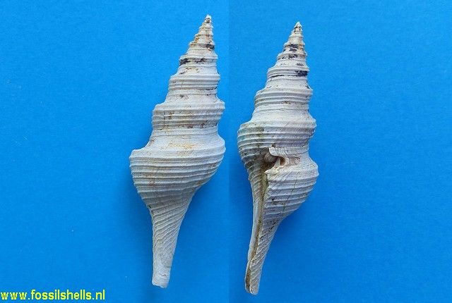 Knefastia lavinoides