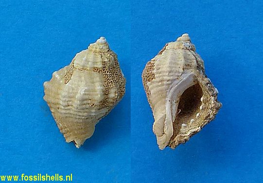 Ocinebrina francesae