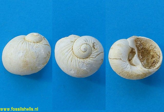 Naticarius canrena antinacca