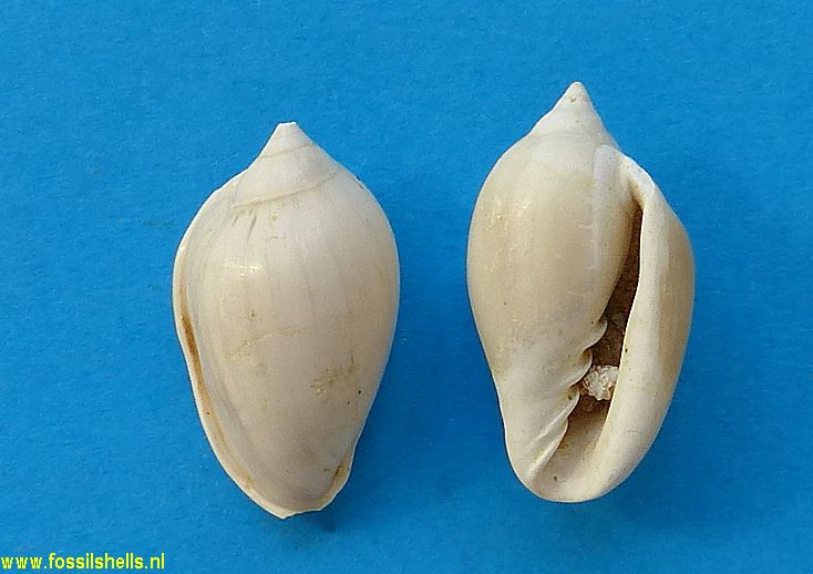 Prunum quirosense