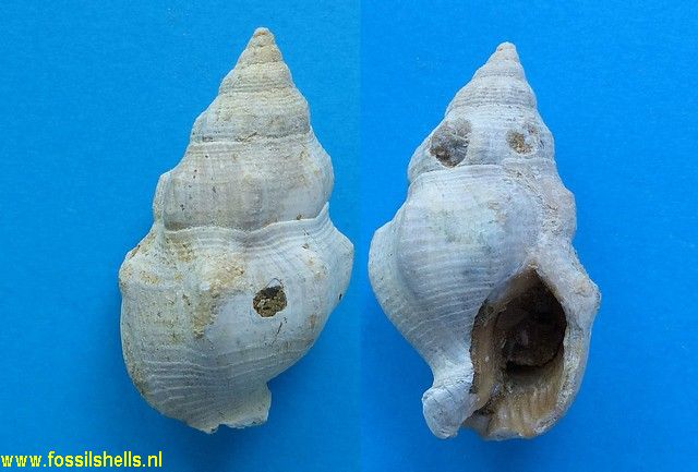 Pallacera maracaibensis