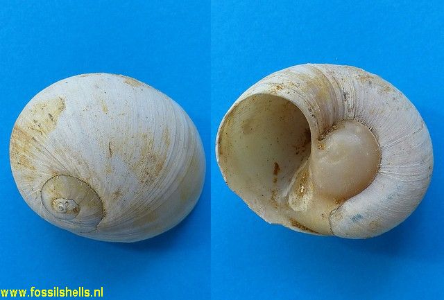 Neverita paraguanensis