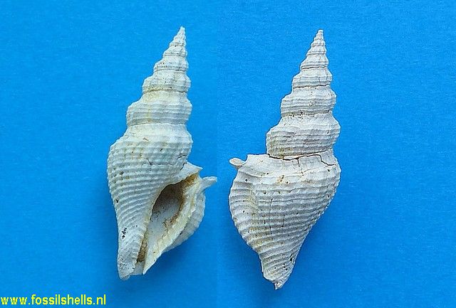 Glyphostoma dentiferum