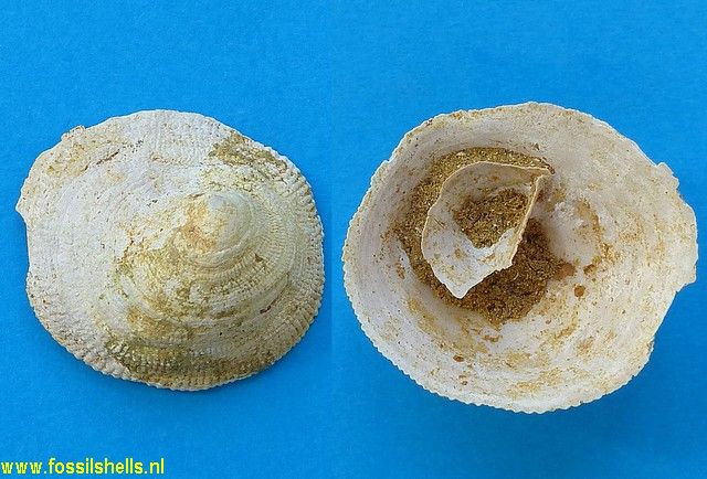 Crucibulum waltonense