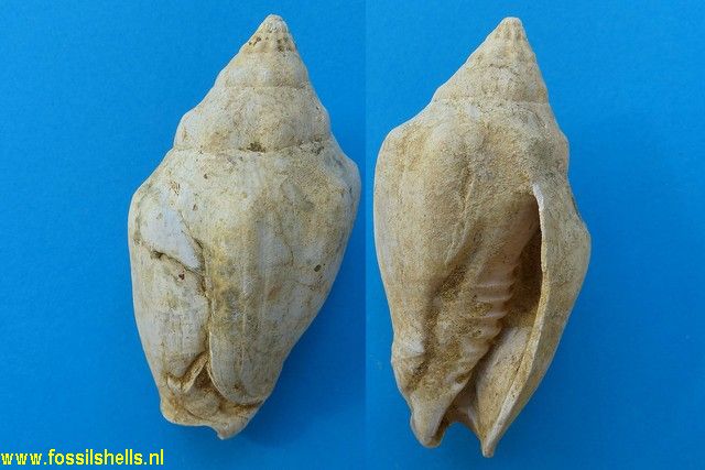 Voluta cantaurana