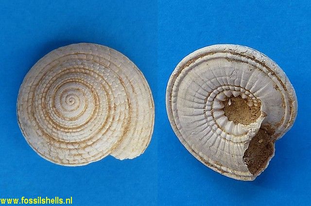 Architectonica nobilis quadriseriata