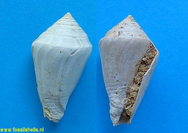 Conus talis