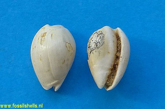 Persicula venezuelana lavelleana