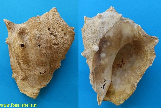 Melongena cantaurana