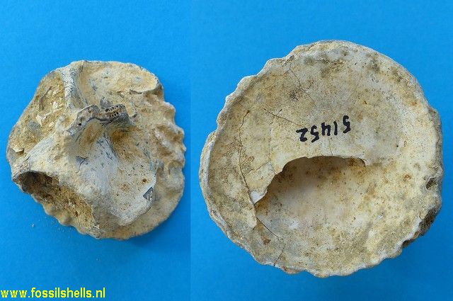 Crepidula cantaurana