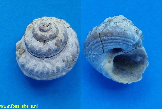 Gibbula fanulum