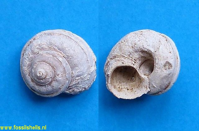 Gibbula pliosubcincta