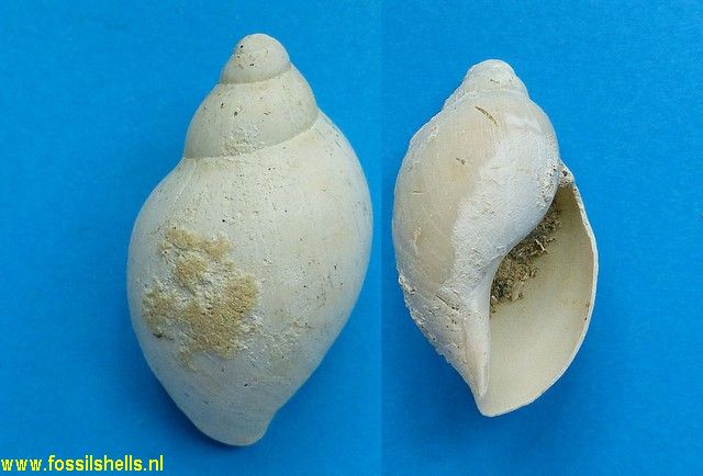 Ampulla priamus