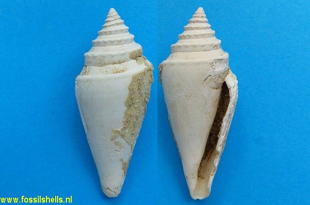 Conus antediluvianus