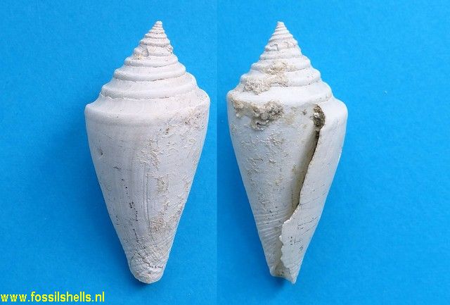 Conus brocchii