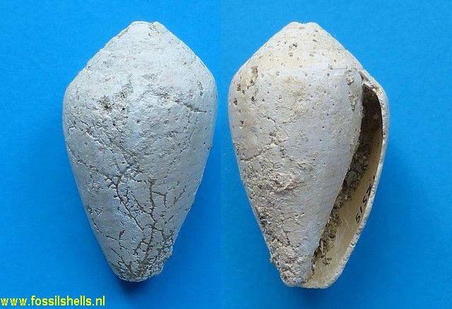 Conus clavatus