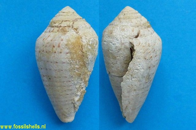 Conus pecchioli