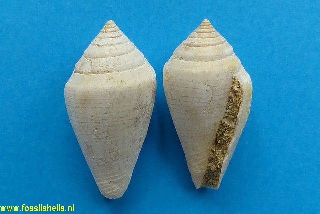 Conus striatulus