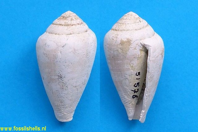 Conus gastriculus