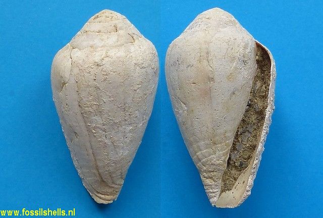 Conus species