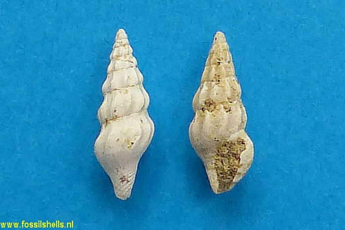 Crassopleura sigmoidea
