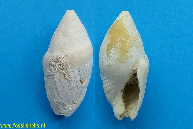 Amalda patula