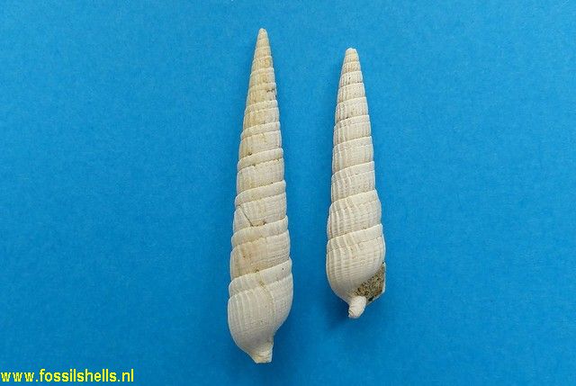 Strioterebrum reticulare