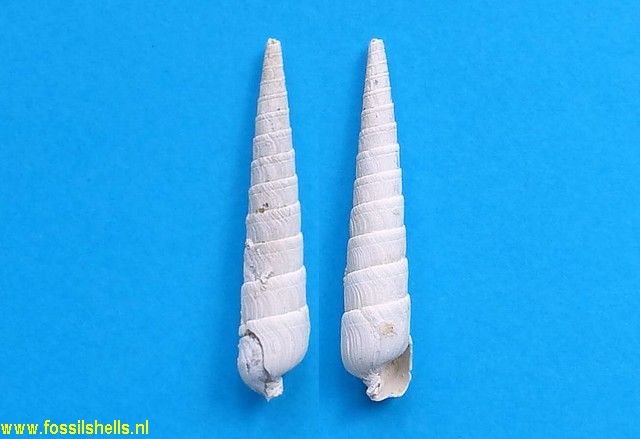Strioterebrum postneglectum
