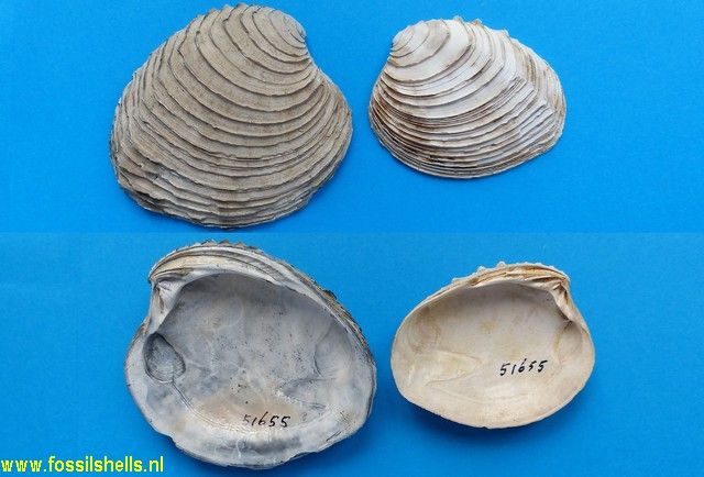 Venus foliaceolamellosa