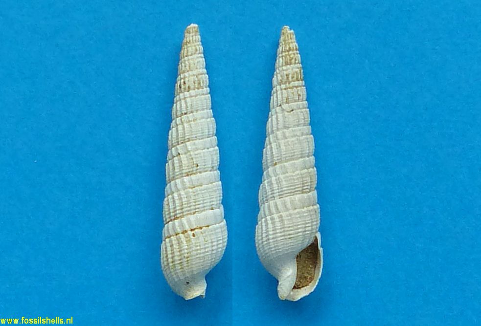 Strioterebrum pliocenicum