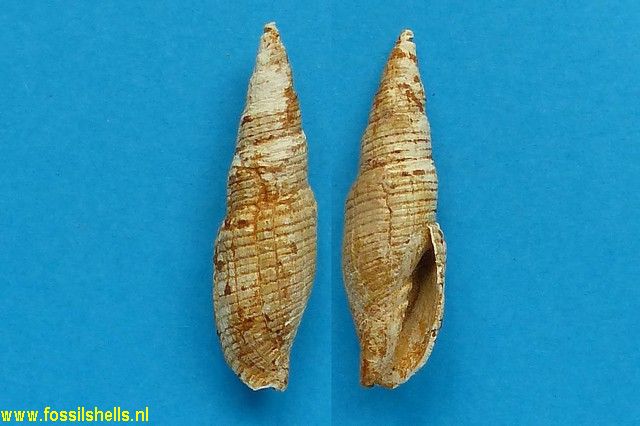 Mitra alligata