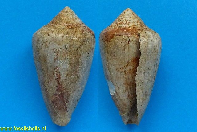 Conus mercati