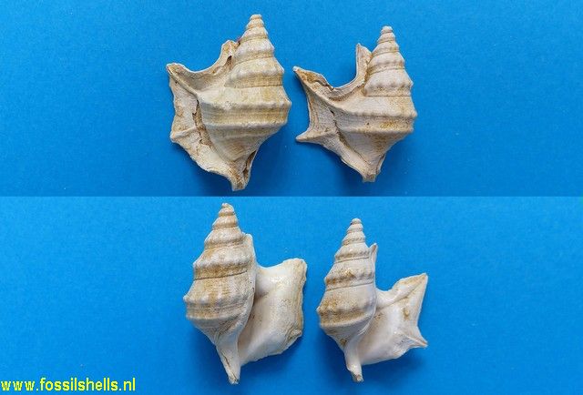 Aporrhais pespelecani