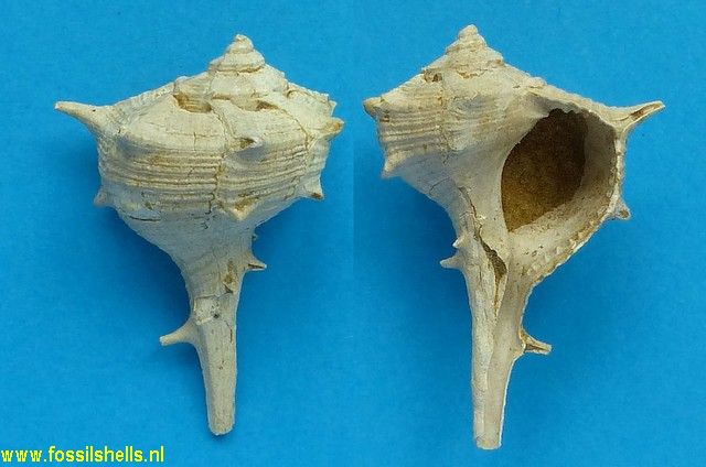 Bolinus brandaris torularius