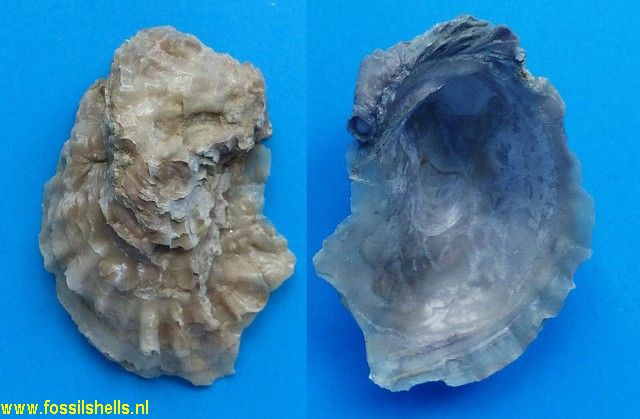 Ostrea edulis lamellosa