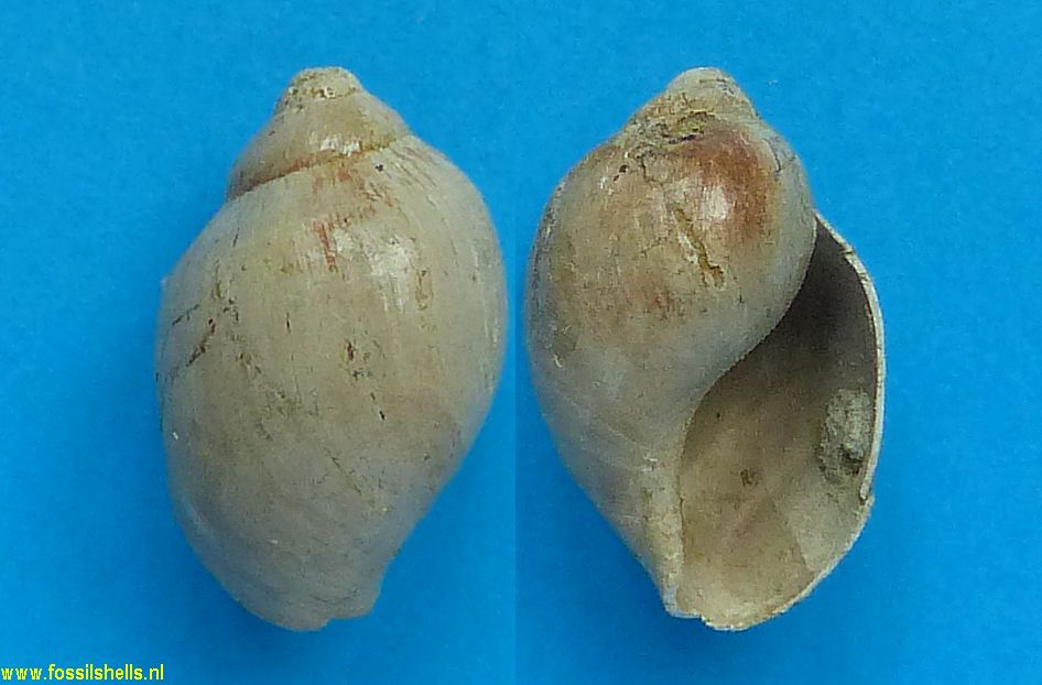 Ampulla priamus