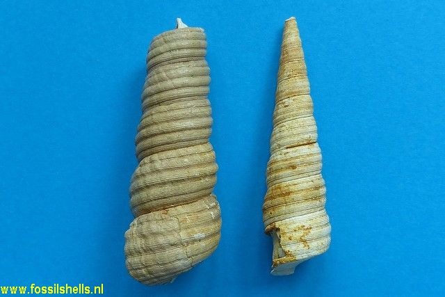 Turritella tricincta