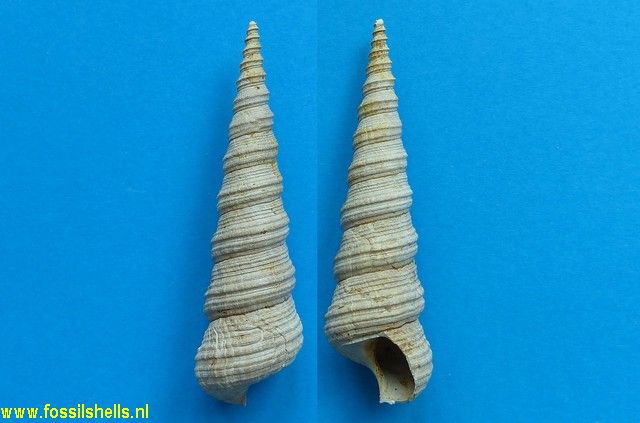 Turritella subarchimedis