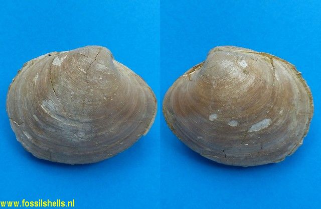 Amiantis brocchii